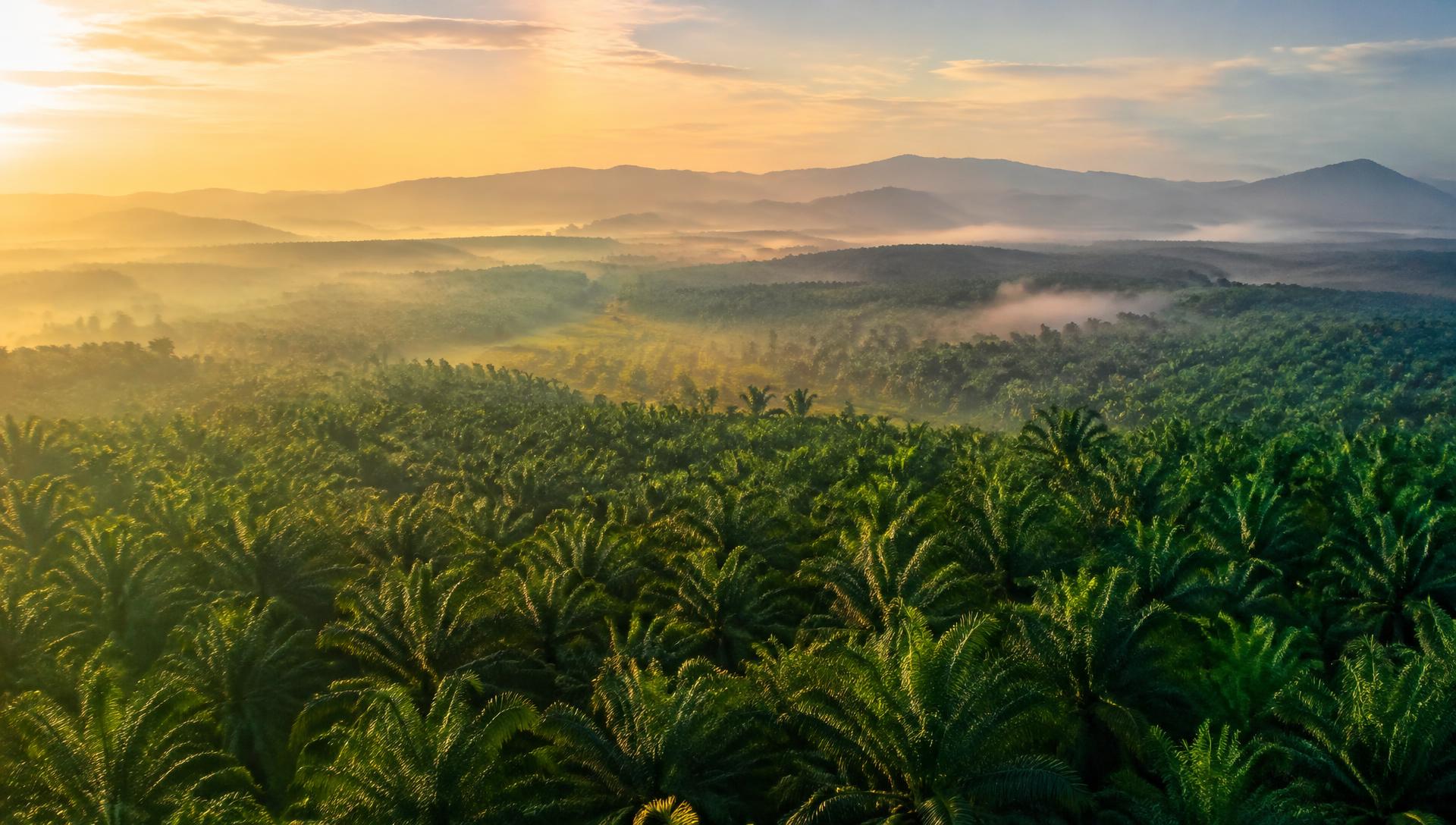 Oil palm plantation at sunrise